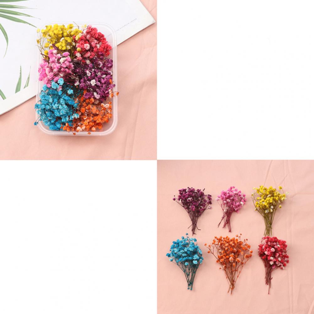Dried Flower Bulk - Kit de flores secas naturales para