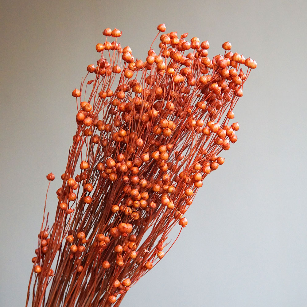 35g/Ormosia Hosiei conservada  - Dried Flower Bulk reseña y precio