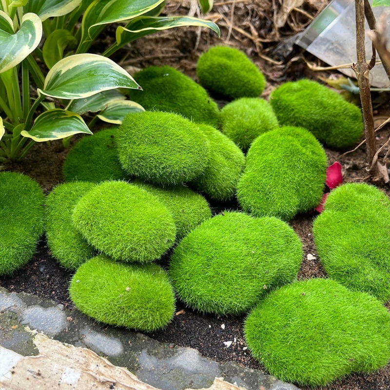 5/30 piezas de musgo artificia - Terrarium Moss Art reseña y precio