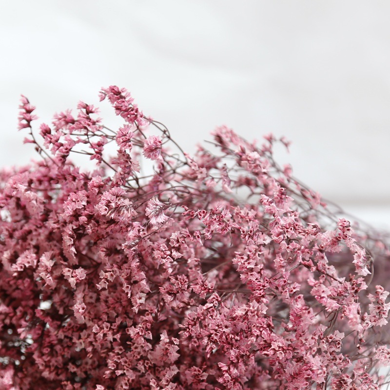 Flores preservadas secas fresc - Dried Flower Bulk reseña y precio